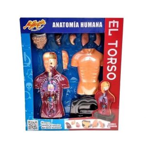 Anatomía Humana El Torso