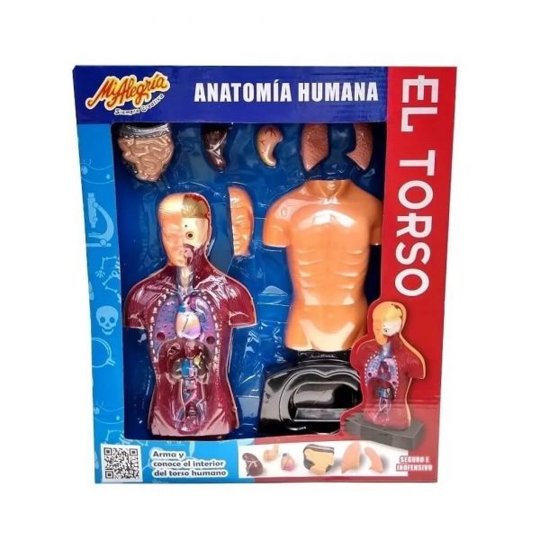 Anatomía Humana El Torso